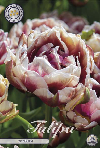 Tulpan Double Late Wyndham 7-pack (NY)